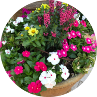 ehmaz-other-flower7