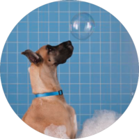 ehmaz-other-pets4